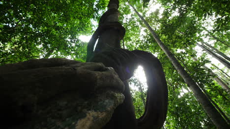 Beautiful-tree-in-amazonian-rainforest-from-underneath-with-giant-liana-around.